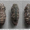 mel ornata pupa volg0